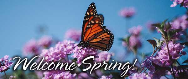 Picture of a monarch butterfly landing on a field of purple flowers